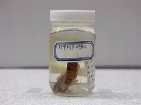 藏品(跳岩鳚)的圖片